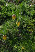 Fritillaria tubaeformis subsp. moggridgei